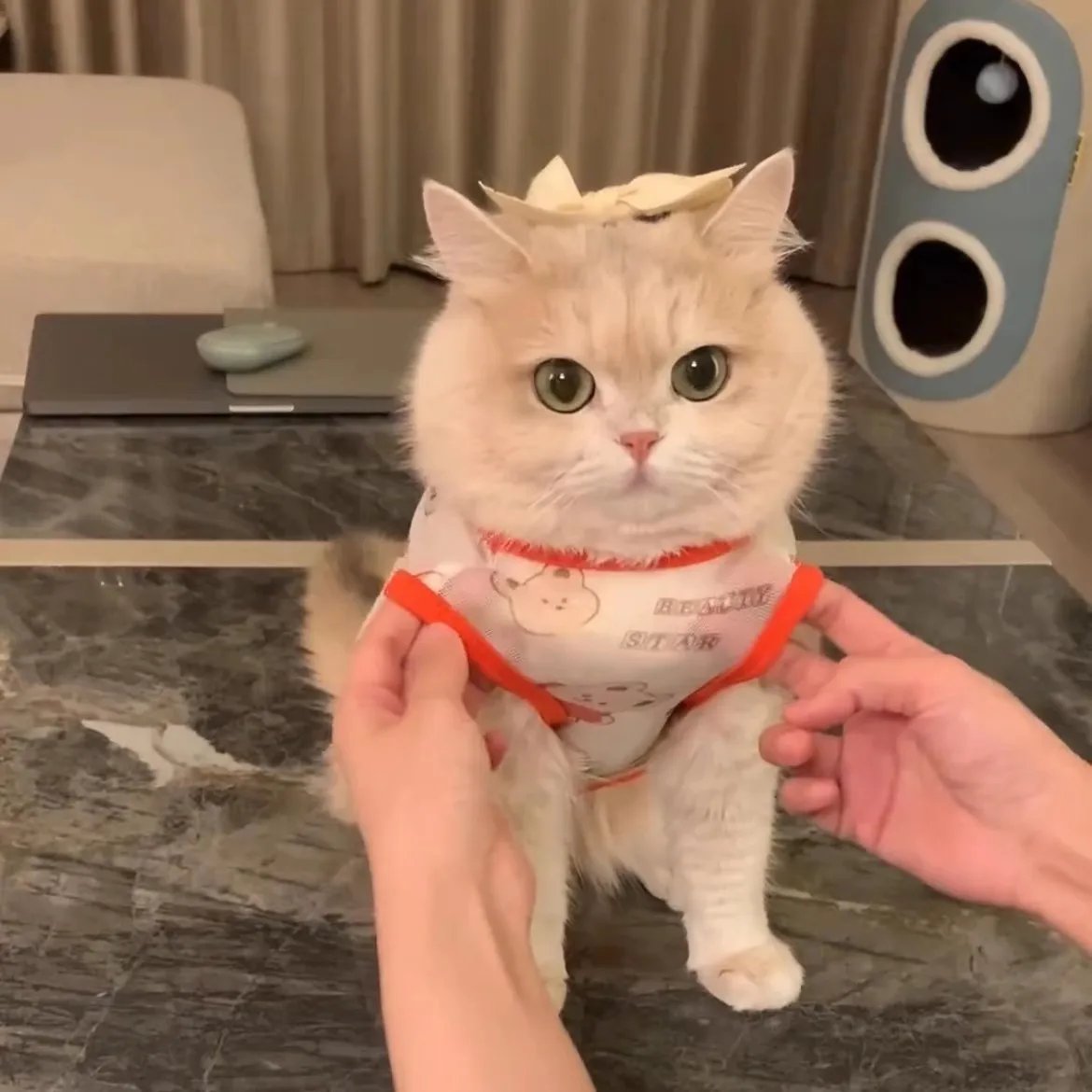 Pet Clothes Golden Gradient Anti-Shedding Vest Cat & Puppy Summer Tank Top Lightweight Breathable All-Season Dog Cat Vest