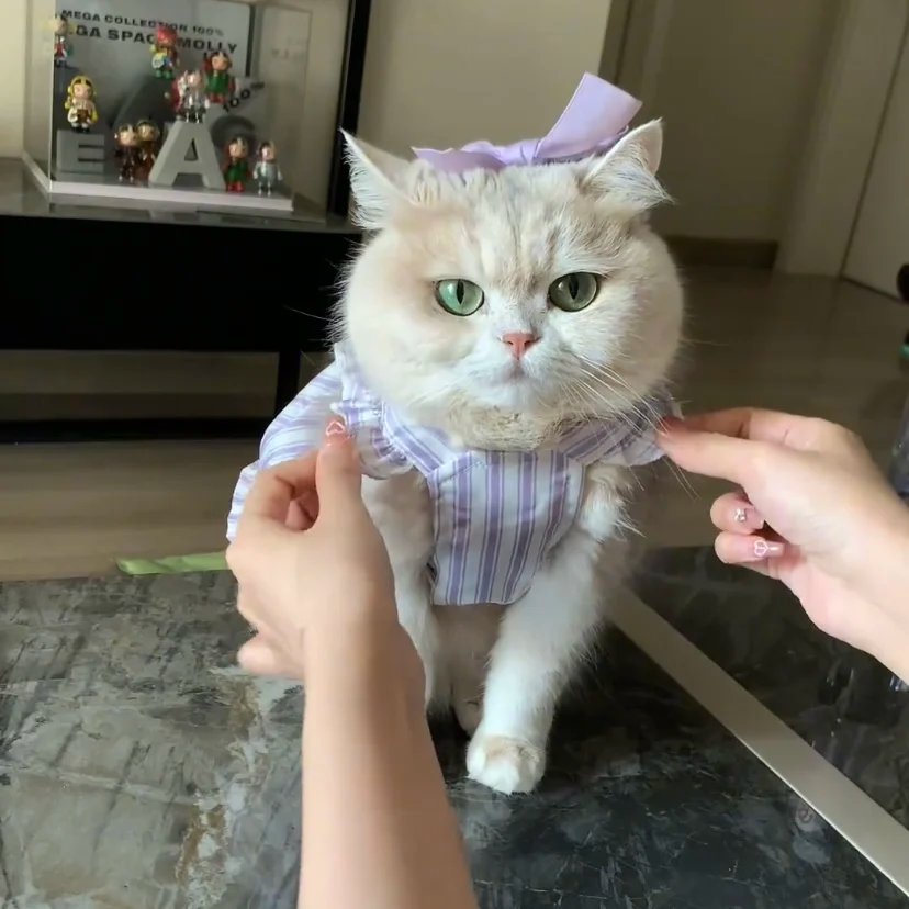 Cat Clothes Summer Princess Dress for Persian Cat Siamese Kitten Platinum Gradual Layer Purple Skirt Dress Cute Cat Outfit