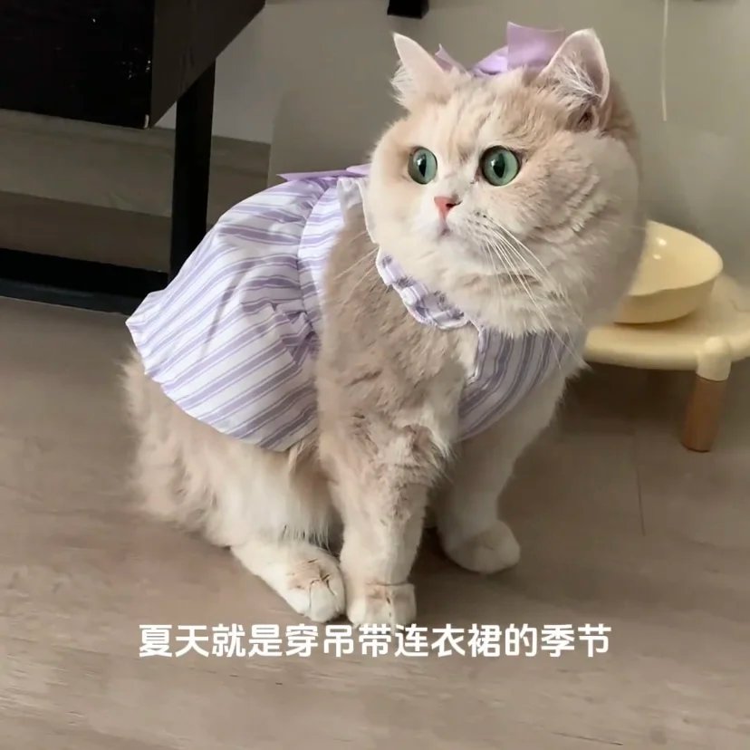 Cat Clothes Summer Princess Dress for Persian Cat Siamese Kitten Platinum Gradual Layer Purple Skirt Dress Cute Cat Outfit