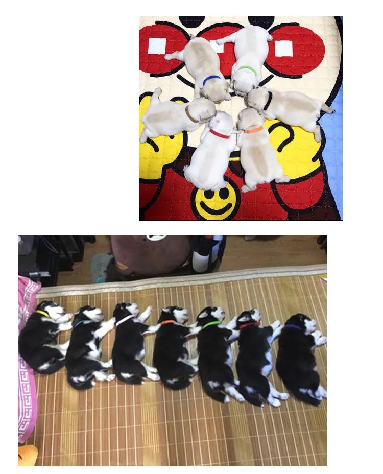 12pcs Pet Collars Dog Cat Hook and Loop Identification Collar Kitten Puppy Id Classification Dog Accessories for Small Dogs