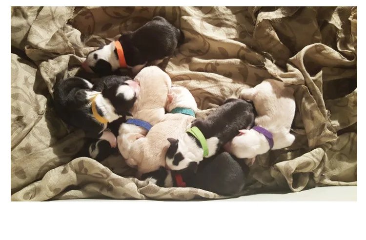 12pcs Pet Collars Dog Cat Hook and Loop Identification Collar Kitten Puppy Id Classification Dog Accessories for Small Dogs